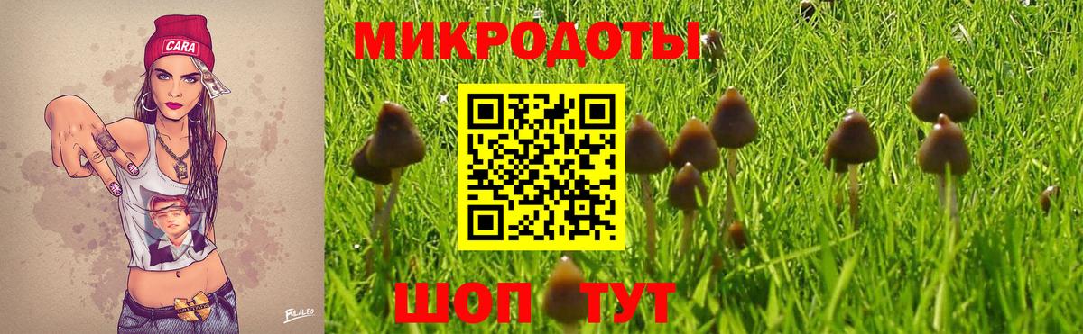 Галлюциногенные грибы Psilocybe Кашира